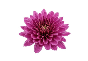 Vibrant pink chrysanthemum flower against a black background, showcasing its intricate petals