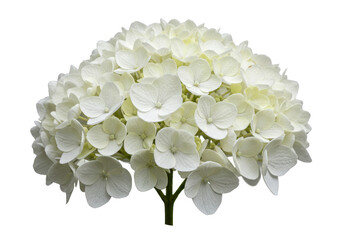 White hydrangea flower cluster showcasing delicate petals against a clean background