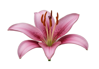 Beautiful pink lily flower isolated on a white background, showcasing its intricate petals and stamens