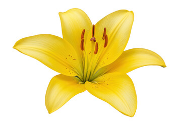 Vibrant Yellow Lily Blooming with Delicate Petals Against a Plain Background