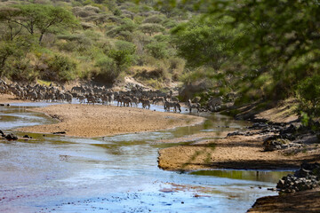 Great Migration Zebras