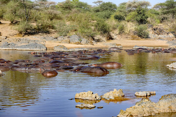 Flusspferde im Fluss