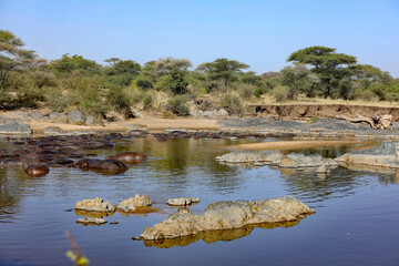 Flusspferde im Fluss