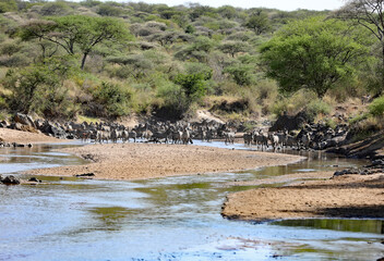 Great Migration Zebras