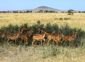 Herde Schwarzfersenantilope im Schatten