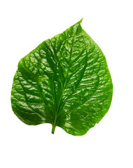 Obraz premium Green betel leaves isolated on white background,clipping path