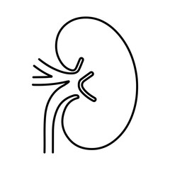 Human Kidney Anatomy Outline, Renal System Illustration