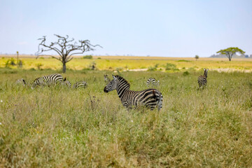 Zebras