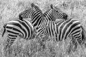 Zebras schwarz wei&szlig;
