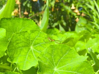 spider on leaf