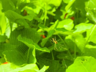 spider on a leaf