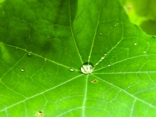 green leaf with water drops