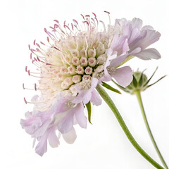 pink dahlia flower isolated