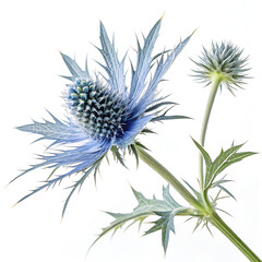 blue flower isolated on white background