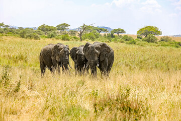 drei Elefanten im hohen gras