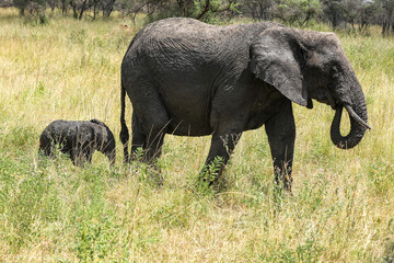 Elefant mit Baby