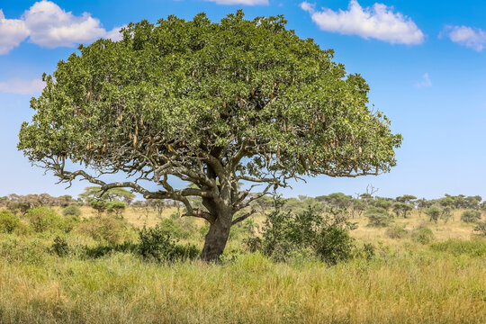Leberwurstbaum