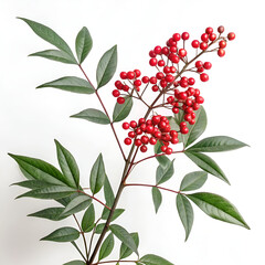 branch with red berries