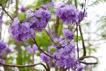Purple Jacaranda filicifolia flowers on the tree