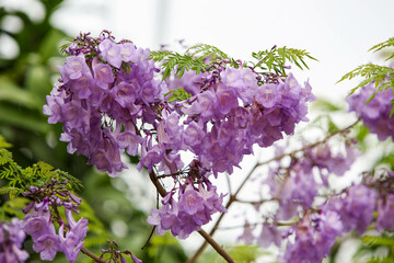Purple Jacaranda filicifolia flowers on the tree