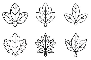 Sedum Leaf Line Art Sketch for Natural Design Inspiration  