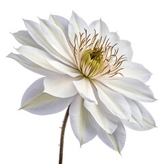 water lily isolated on white