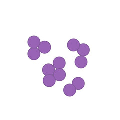 Streptococcus pneumoniae bacteria. Vector bacterial microorganism illustration 