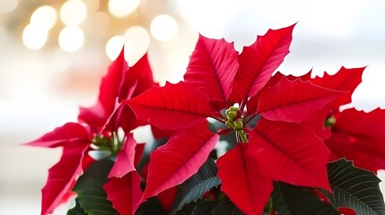 Vibrant Red Poinsettia Christmas Flower Bloom Closeup