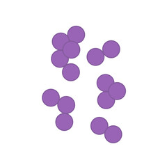 Streptococcus pneumoniae bacteria. Vector bacterial microorganism illustration 
