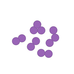 Streptococcus pneumoniae bacteria. Vector bacterial microorganism illustration 