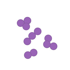 Streptococcus pneumoniae bacteria. Vector bacterial microorganism illustration 