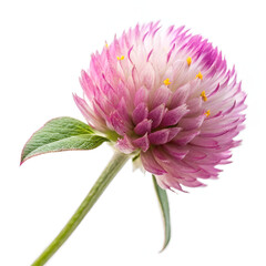 pink dahlia flower isolated