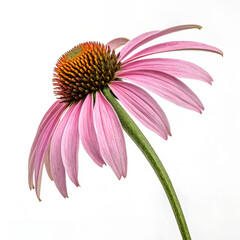 pink daisy isolated on white