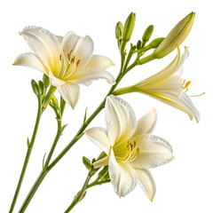 bouquet of white lilies isolated