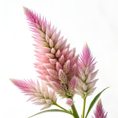 pink flower isolated on white background