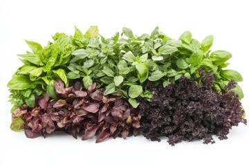 Obraz premium Fresh assortment of aromatic herbs including basil, oregano, and purple lettuce on a clean background