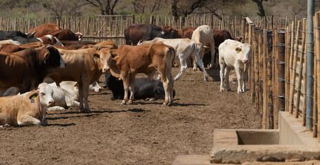 Australian Charbray, feeder cattle in the pen, beef breed in the kraal, african farm top feed conversion rates, excellent weight gain and an ideal carcass