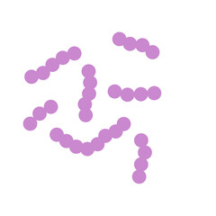 Streptococcus bacteria. Streptococcus pyogenes cells. Vector illustration 