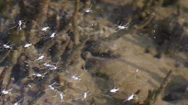 Sunlit Water Striders on Clear Stream Surface