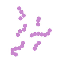 Streptococcus bacteria. Streptococcus pyogenes cells. Vector illustration 