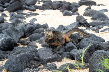Marine iguana on rocks at Puerto Villamil beach, Galapagos, Ecuador