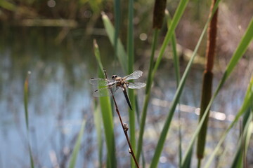 Dragonfly perches on a twig near water and green reeds