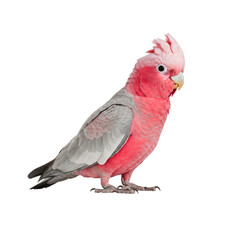A Galah cockatoo with pink chest and grey wings, standing centered and isolated on white