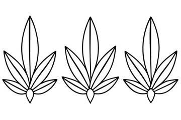 Senecio Leaf Line Art Elegant Sketch for Nature Illustration  