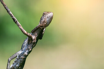 Lizard Perched on Branch with Soft Background Light