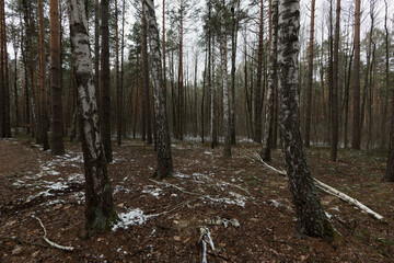 Fototapeta premium spring forest landscape with birches and snow