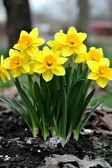 Obraz premium Stunning Yellow Daffodils Blooming in Spring Garden