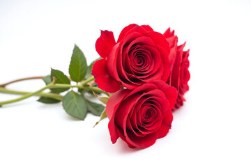 Three red roses on a white background