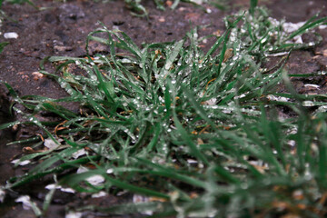 Raindrops on green grass. Weather and weather conditions concept