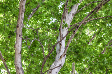 Closeup of Pakistan sycamore leaves, Looking up at lush green foliage of an Arizona sycamore tree, Platanus wrightii